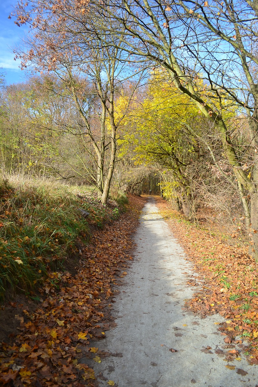 autumn  poland  landscape free photo