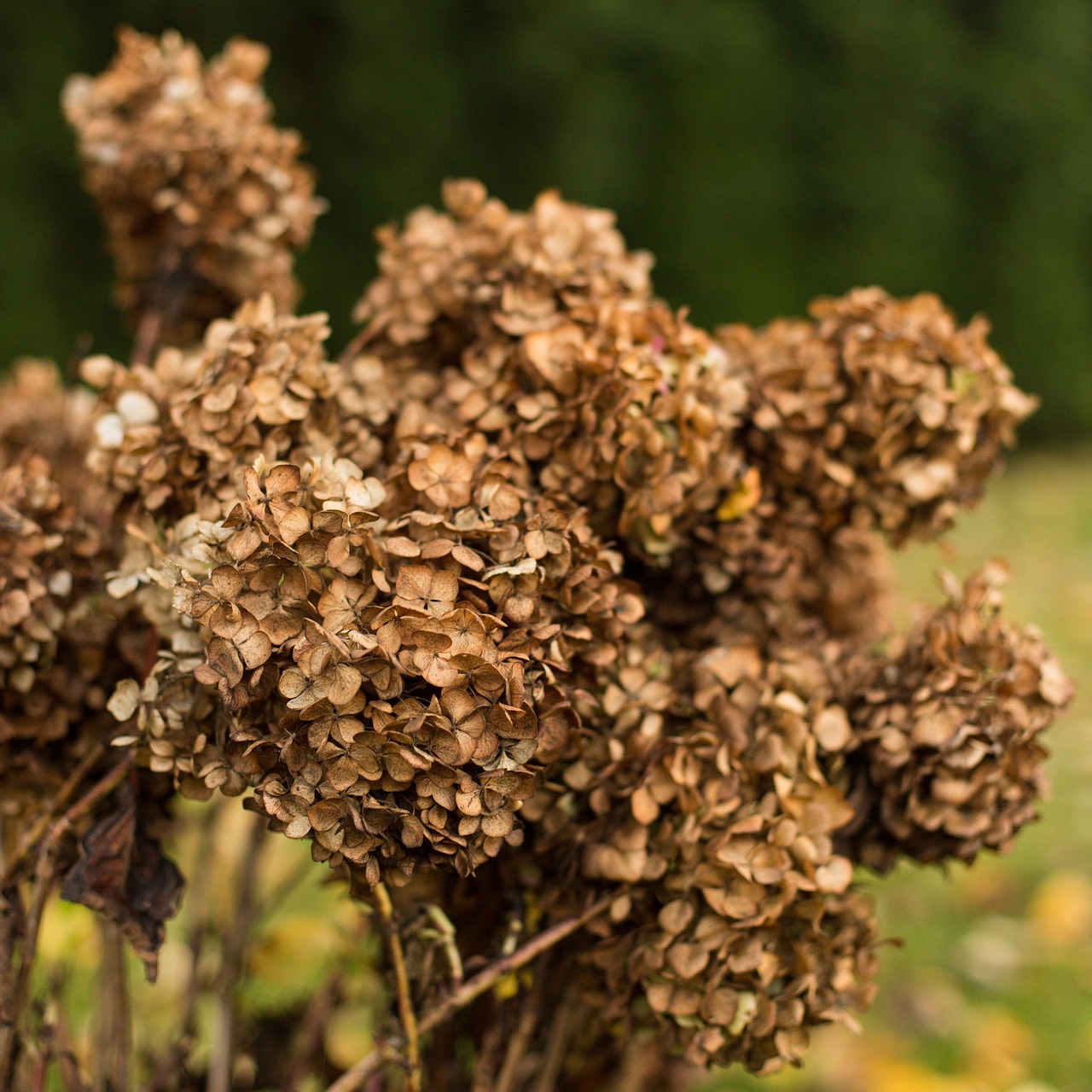 autumn  nature  flowers free photo