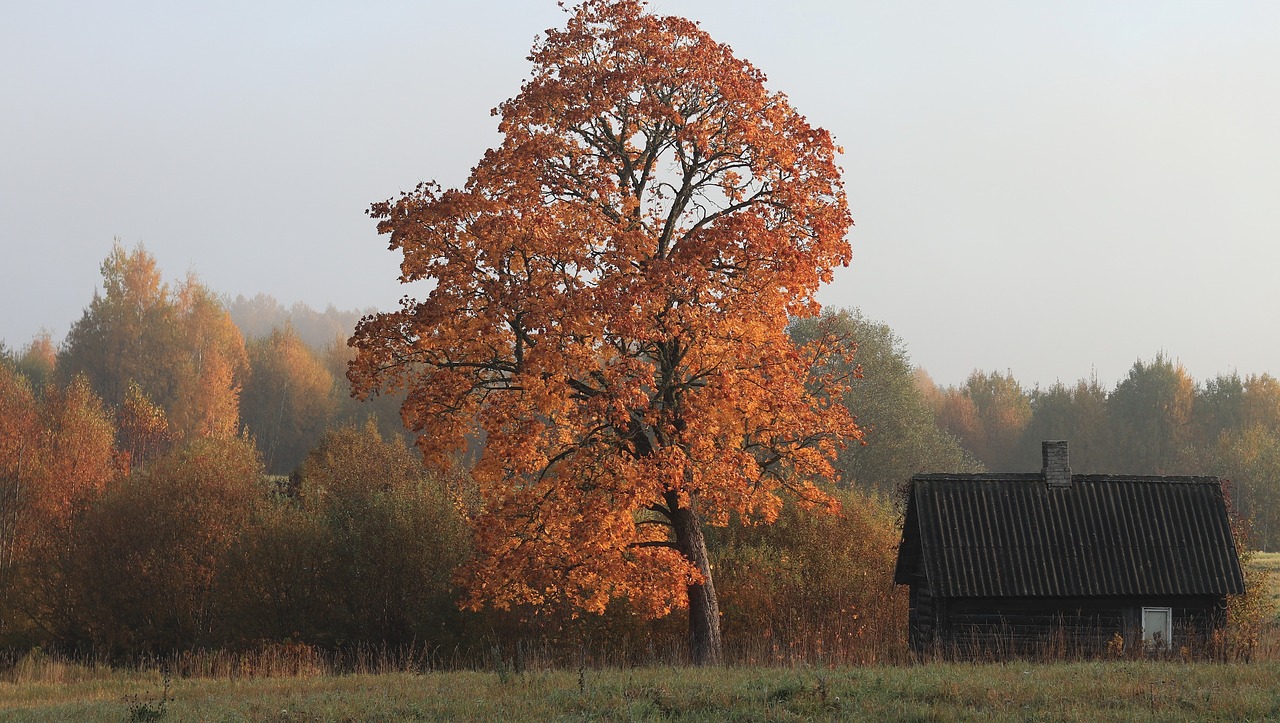 autumn  landscape  nature free photo