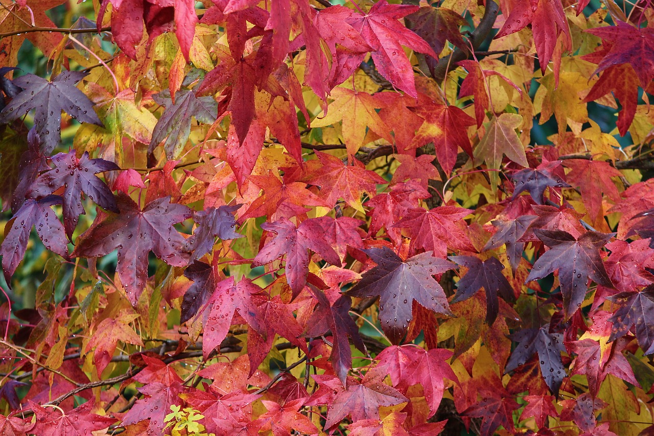 autumn  fall foliage  colorful free photo