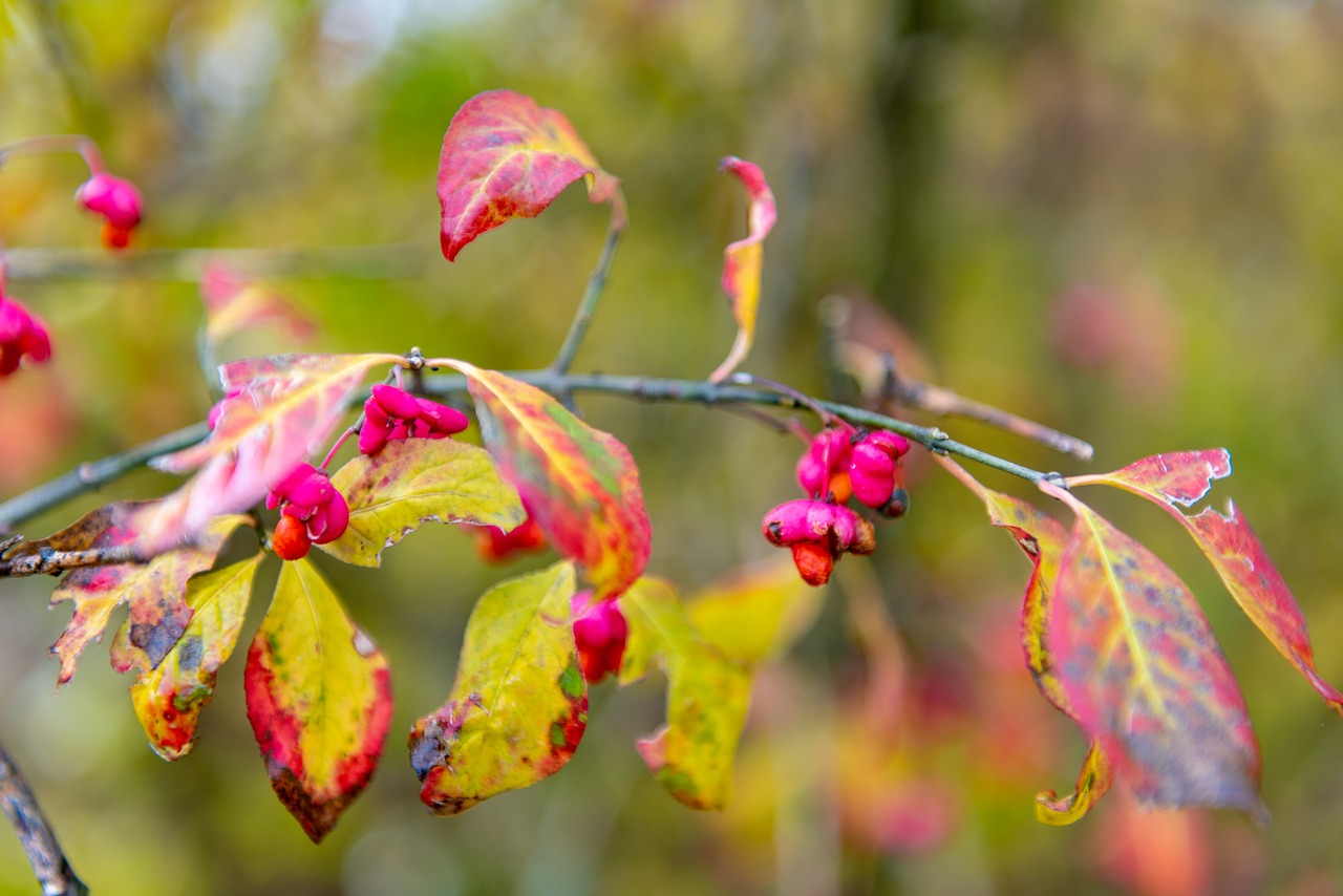 autumn  branch  leaves free photo