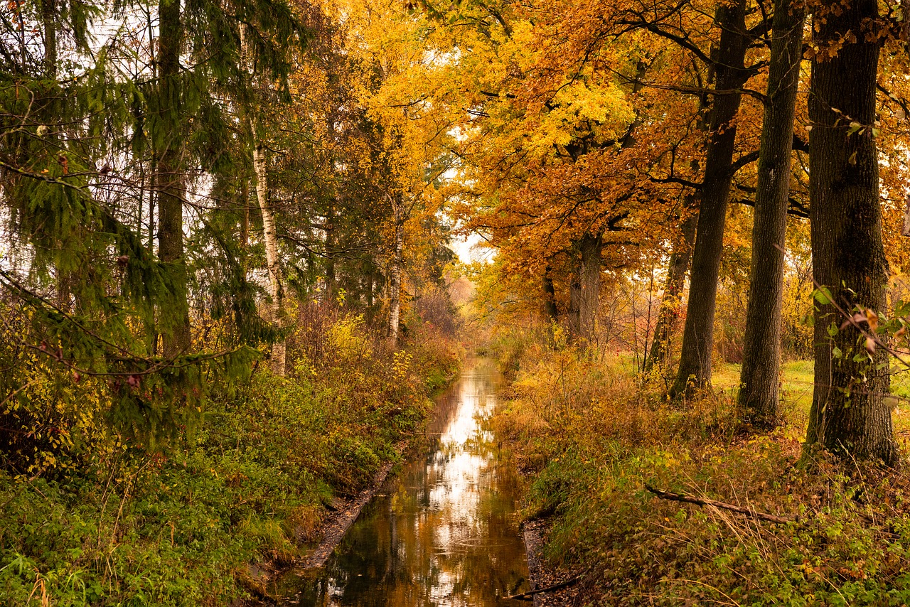 autumn  bach  forest free photo