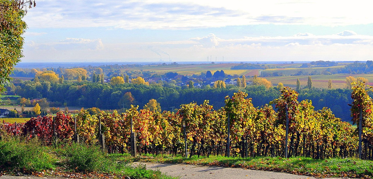 autumn  vineyards  landscape free photo