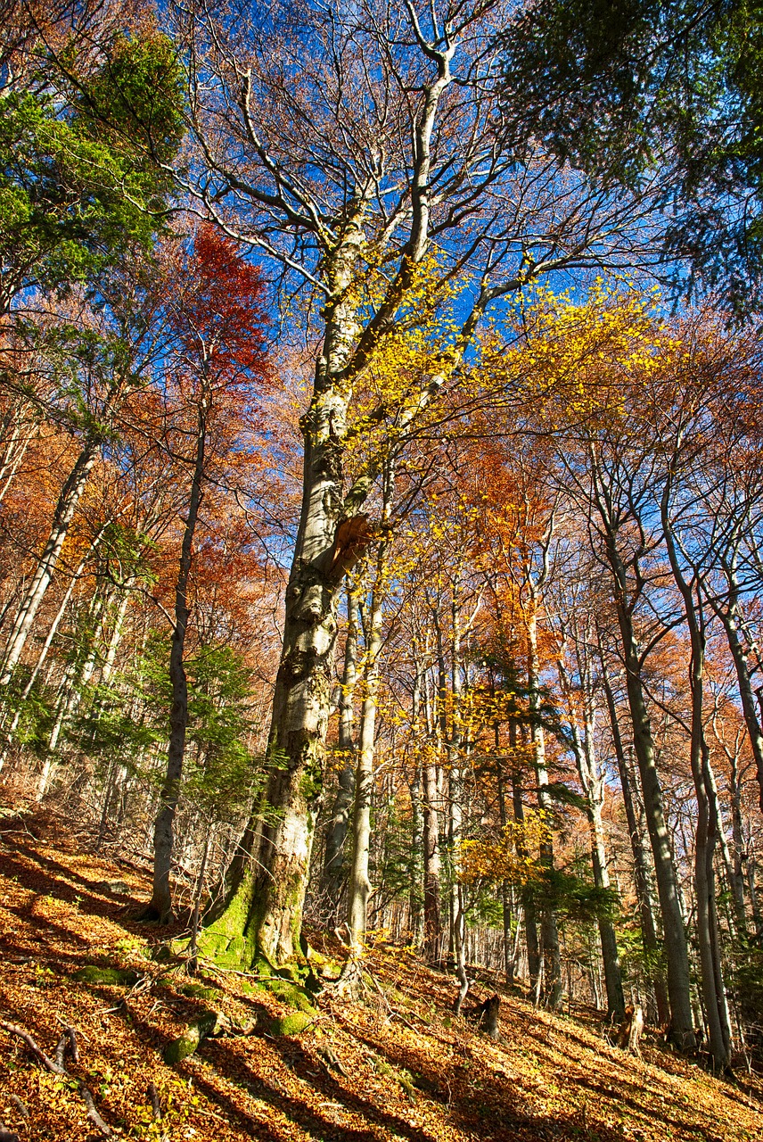 autumn  nature  forest free photo