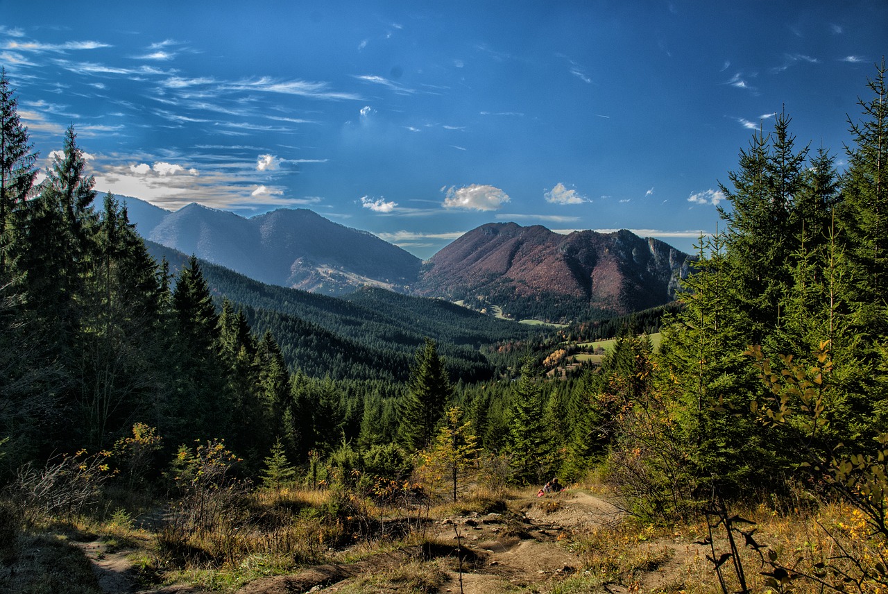 autumn  nature  forest free photo