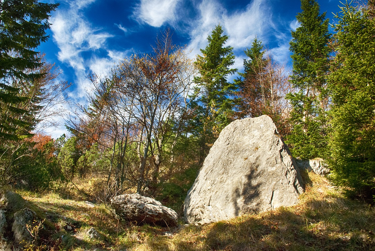 autumn  nature  forest free photo