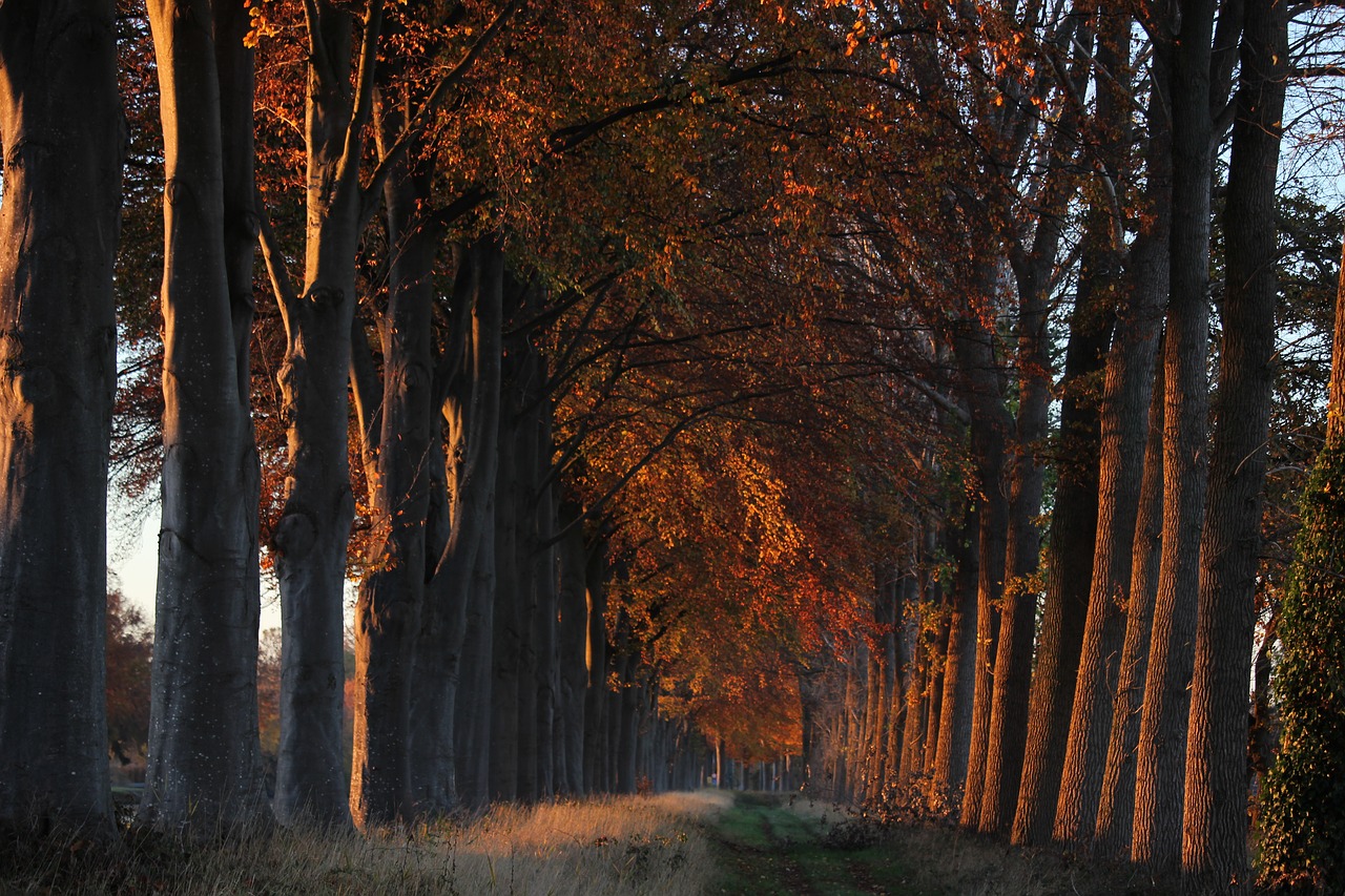 autumn  colorful  fall colors free photo