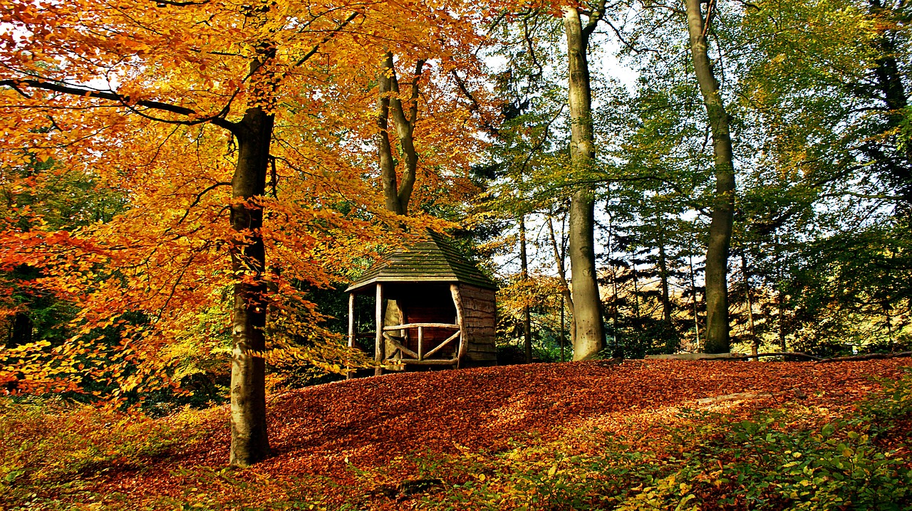 autumn  forest  fall colors free photo