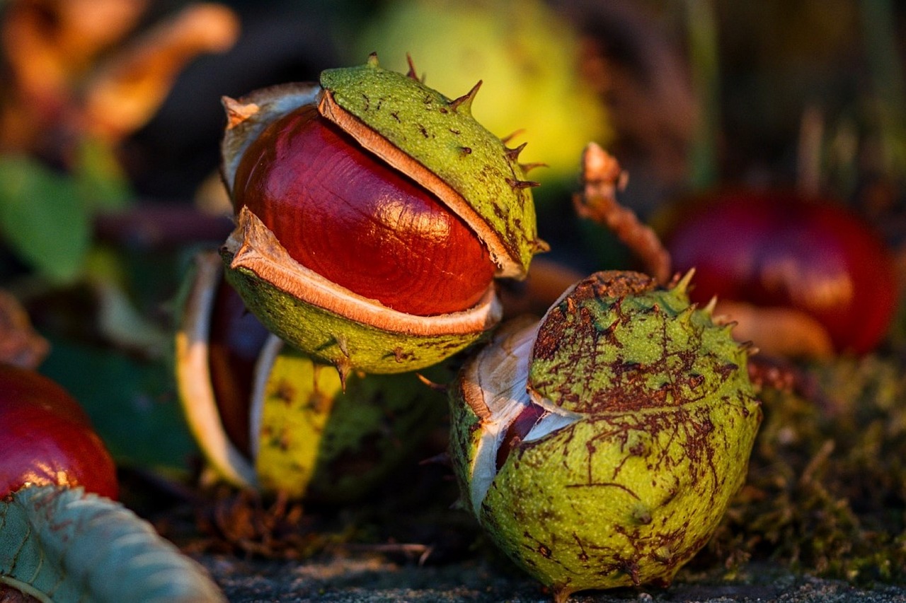 autumn  chestnut  fetus free photo