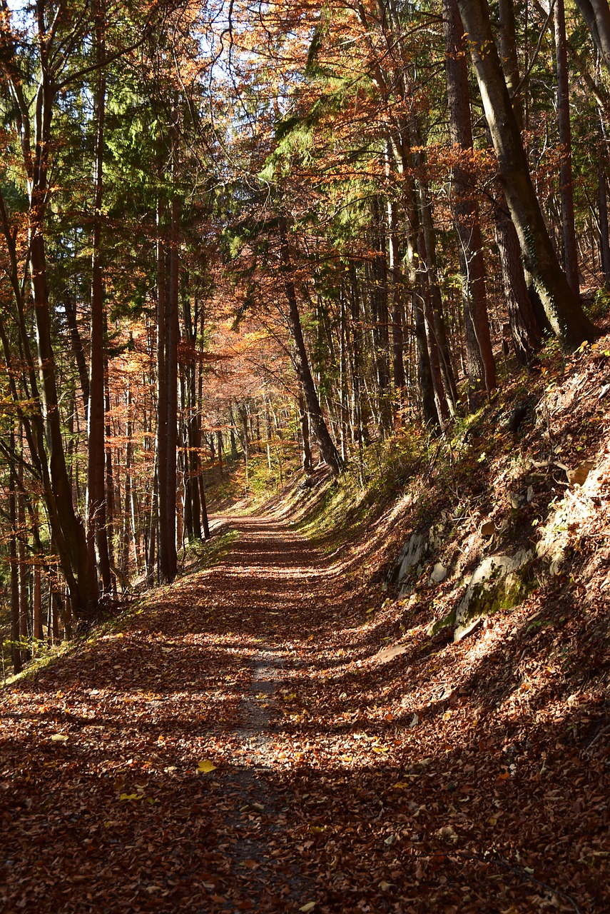 autumn  shadow  nature free photo