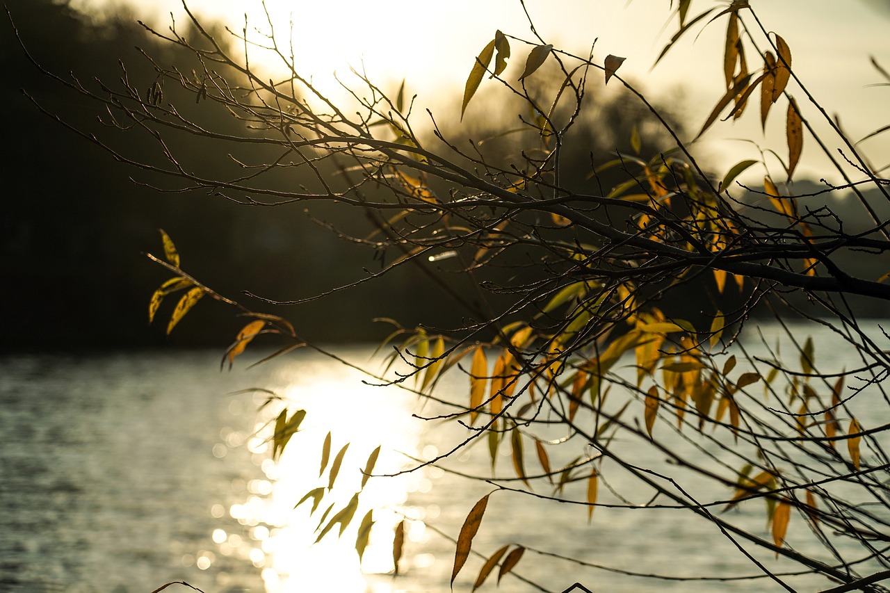 autumn  leaves  branch free photo