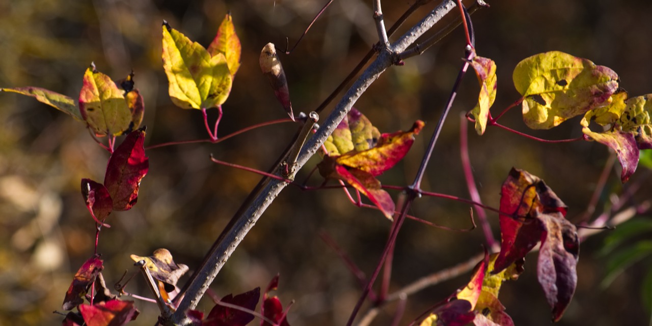 autumn  leaves  branch free photo