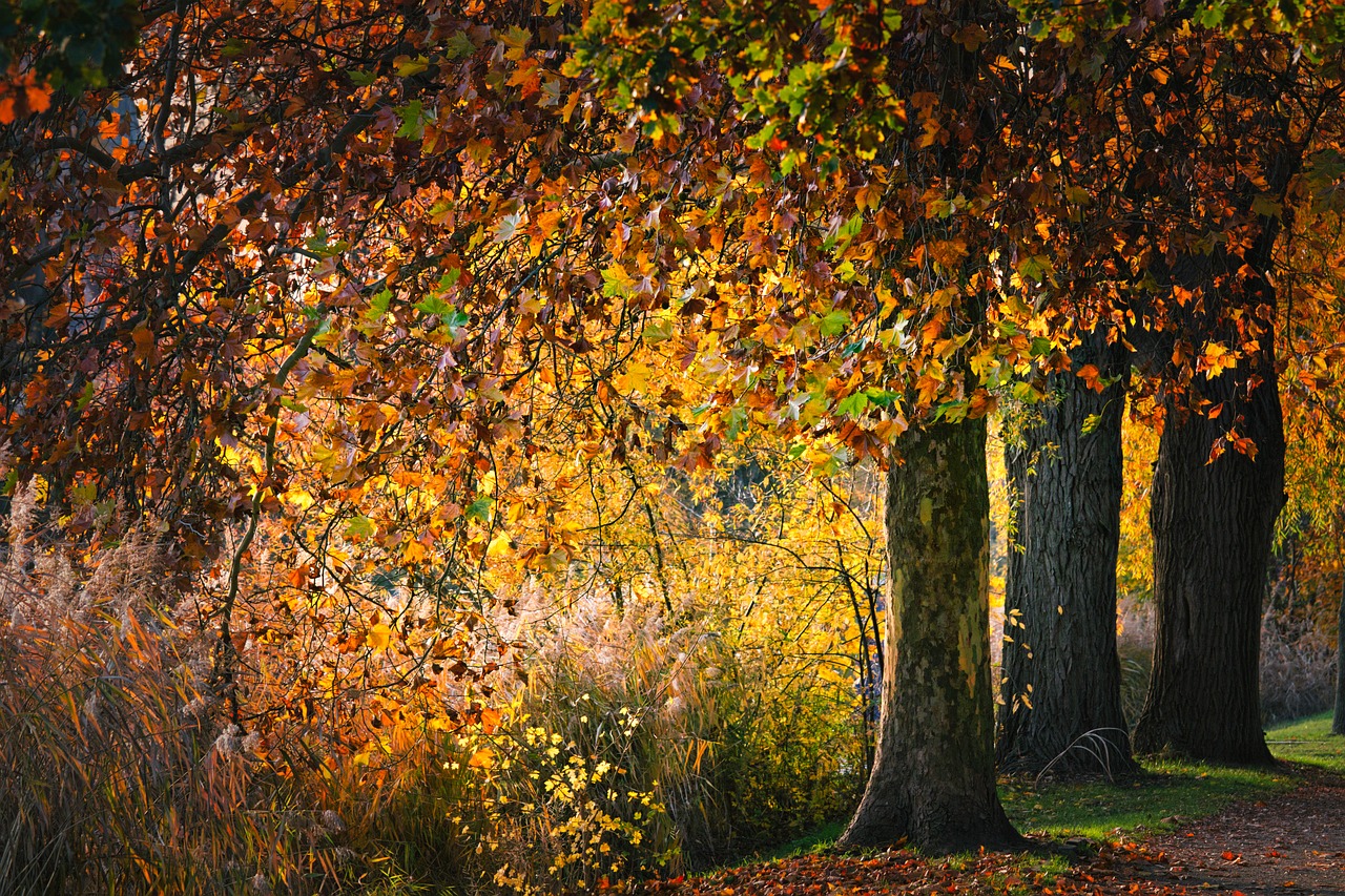 autumn  park  leaves free photo