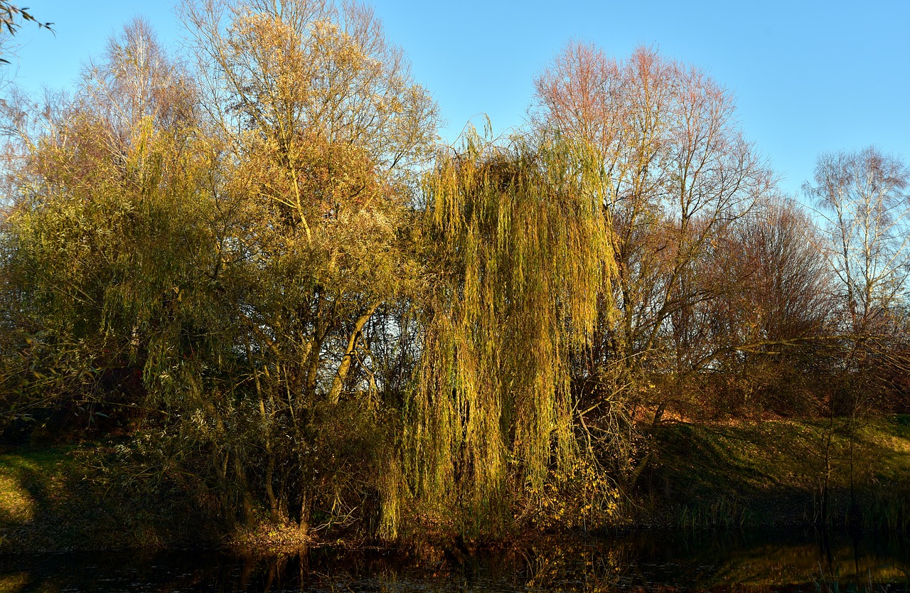 autumn  forest  leaves free photo