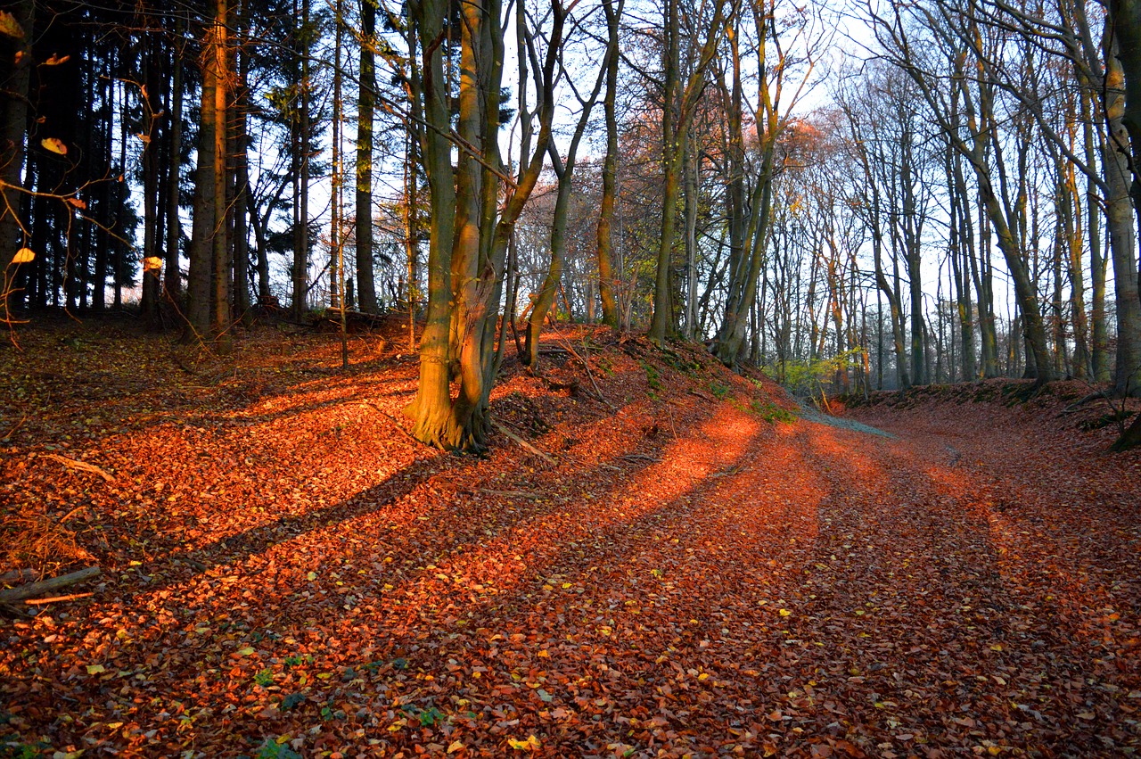 autumn  forest  leaves free photo