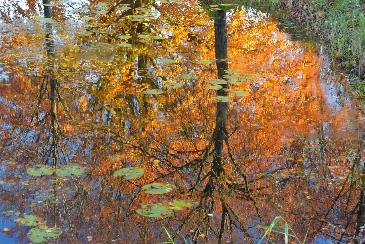 autumn  trees  nature free photo