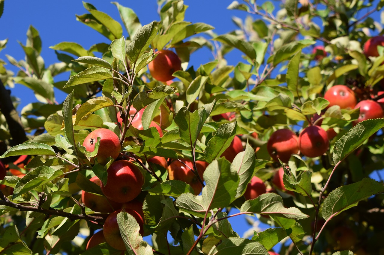 autumn  fruit  harvest free photo