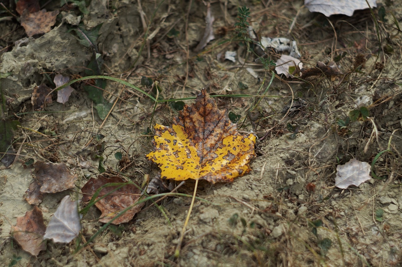 autumn  leaf  yellow free photo