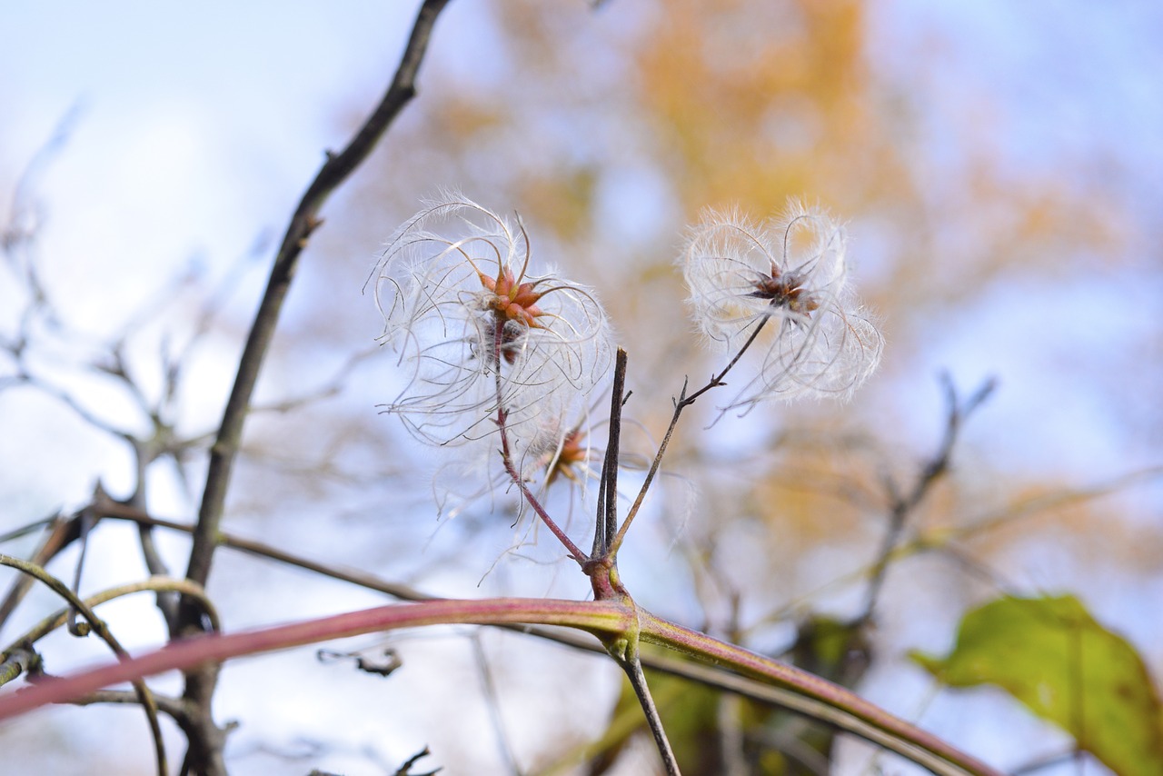 autumn  flower  silhouette free photo