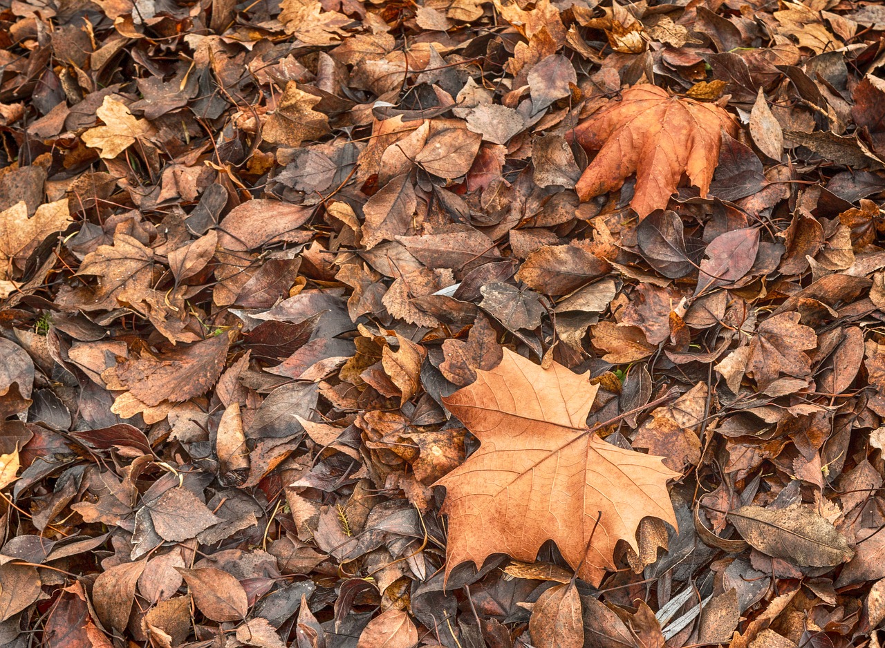 autumn  autumn leaves  brown free photo