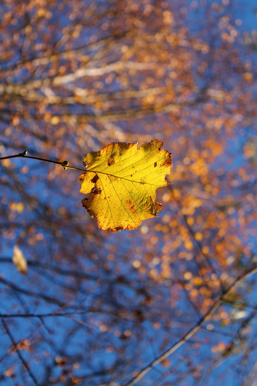 autumn  leaf  yellow free photo
