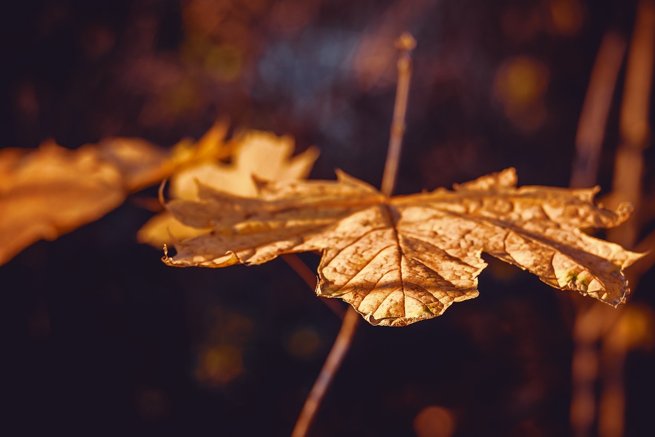 autumn  autumn leaf  branch free photo