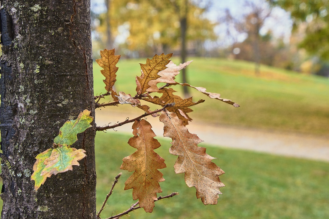 autumn  leaves  red free photo