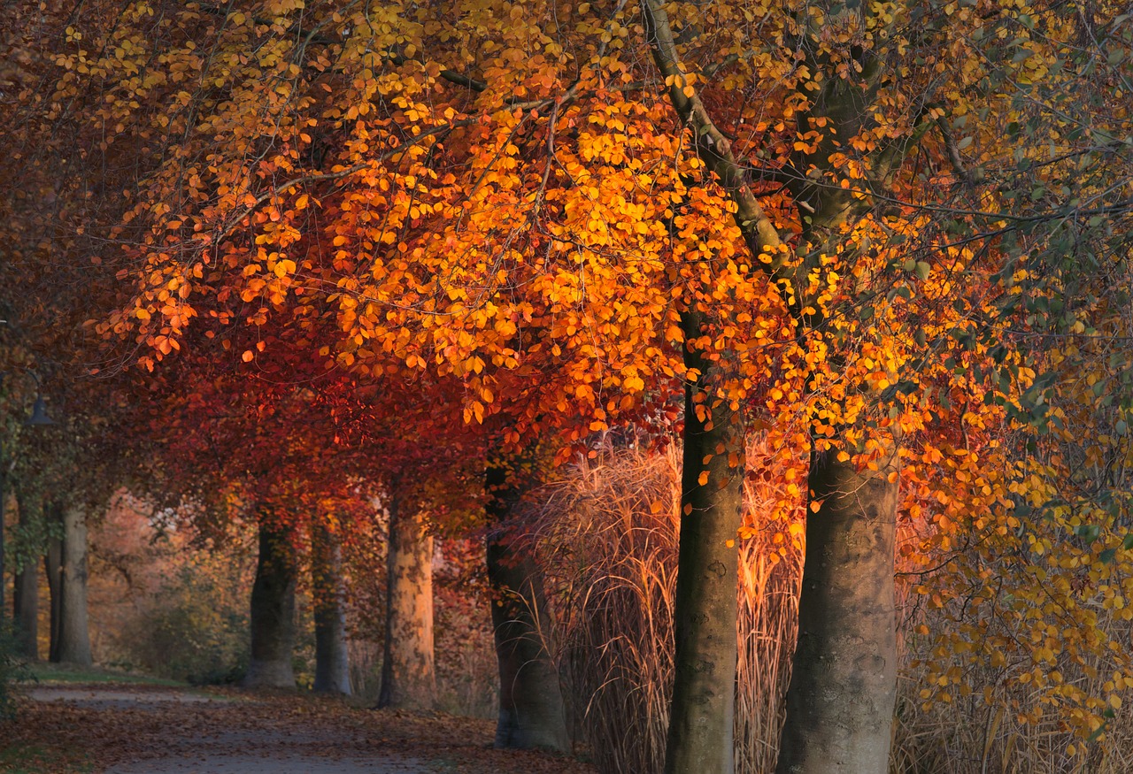 autumn  park  leaves free photo