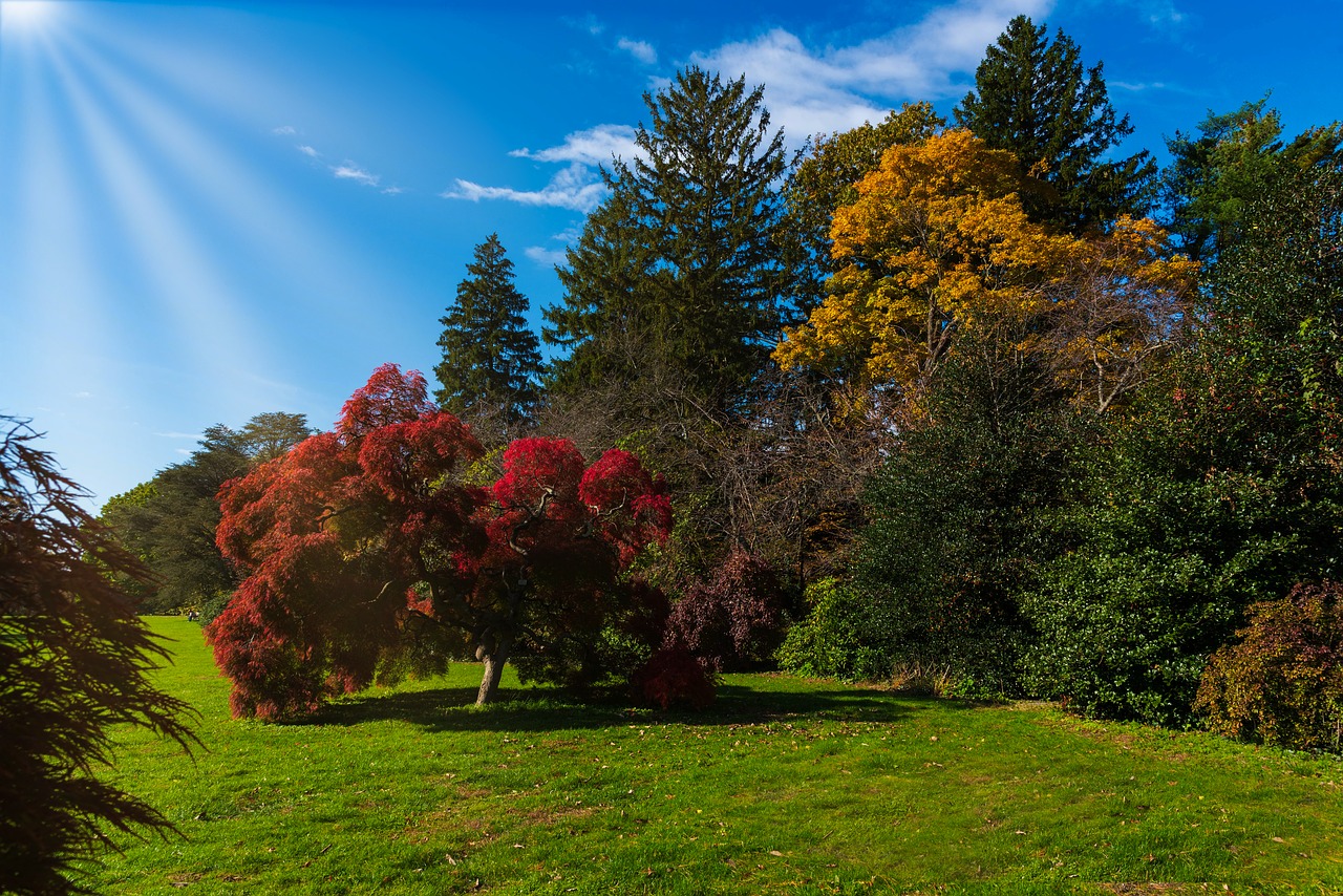 autumn  trees  vivid colors free photo