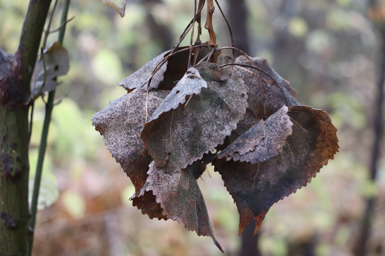 autumn  leaves  tree free photo