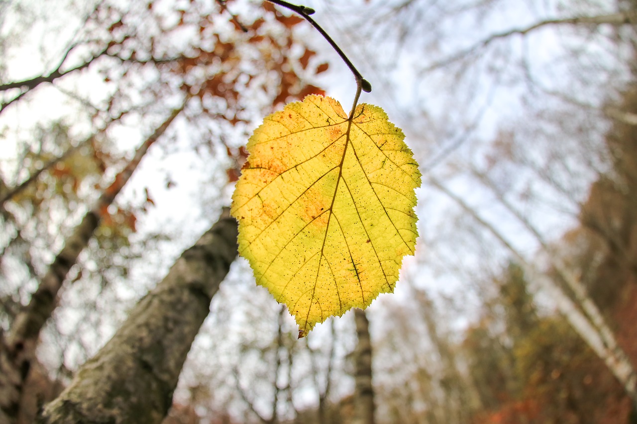 autumn  season  leaf free photo