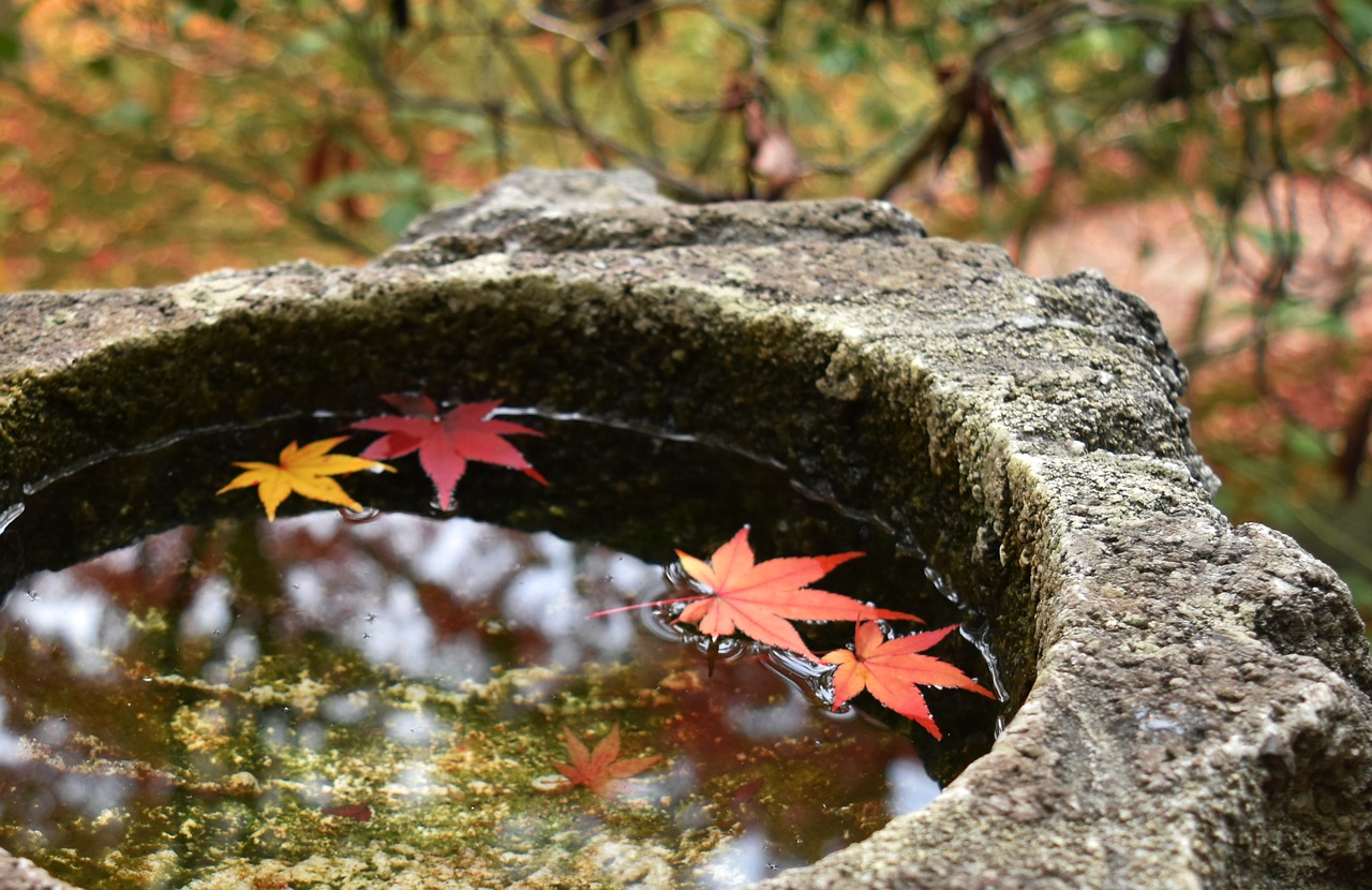 autumn  maple  autumnal leaves free photo