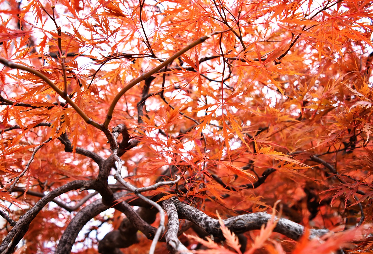 autumn  maple  autumnal leaves free photo