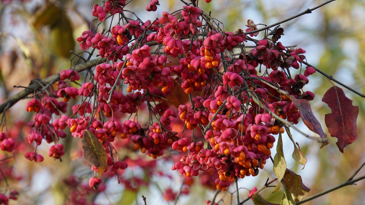 autumn  berries  fruits free photo