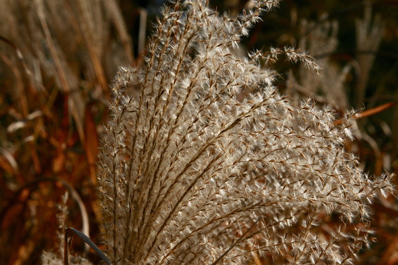autumn  dried flowers  grasses free photo