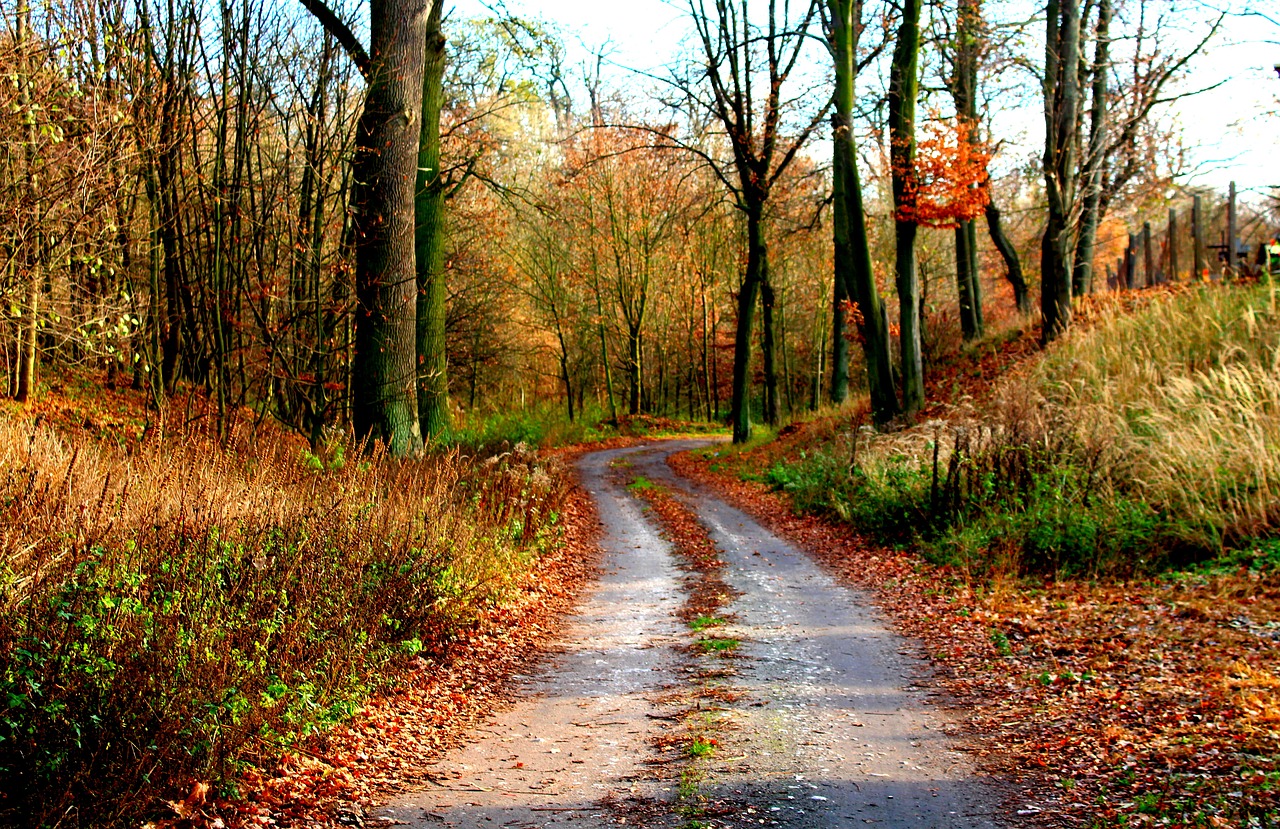 autumn  forest  way free photo