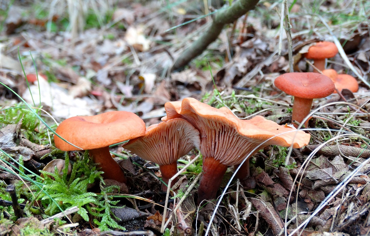 autumn  mushrooms  leaves free photo