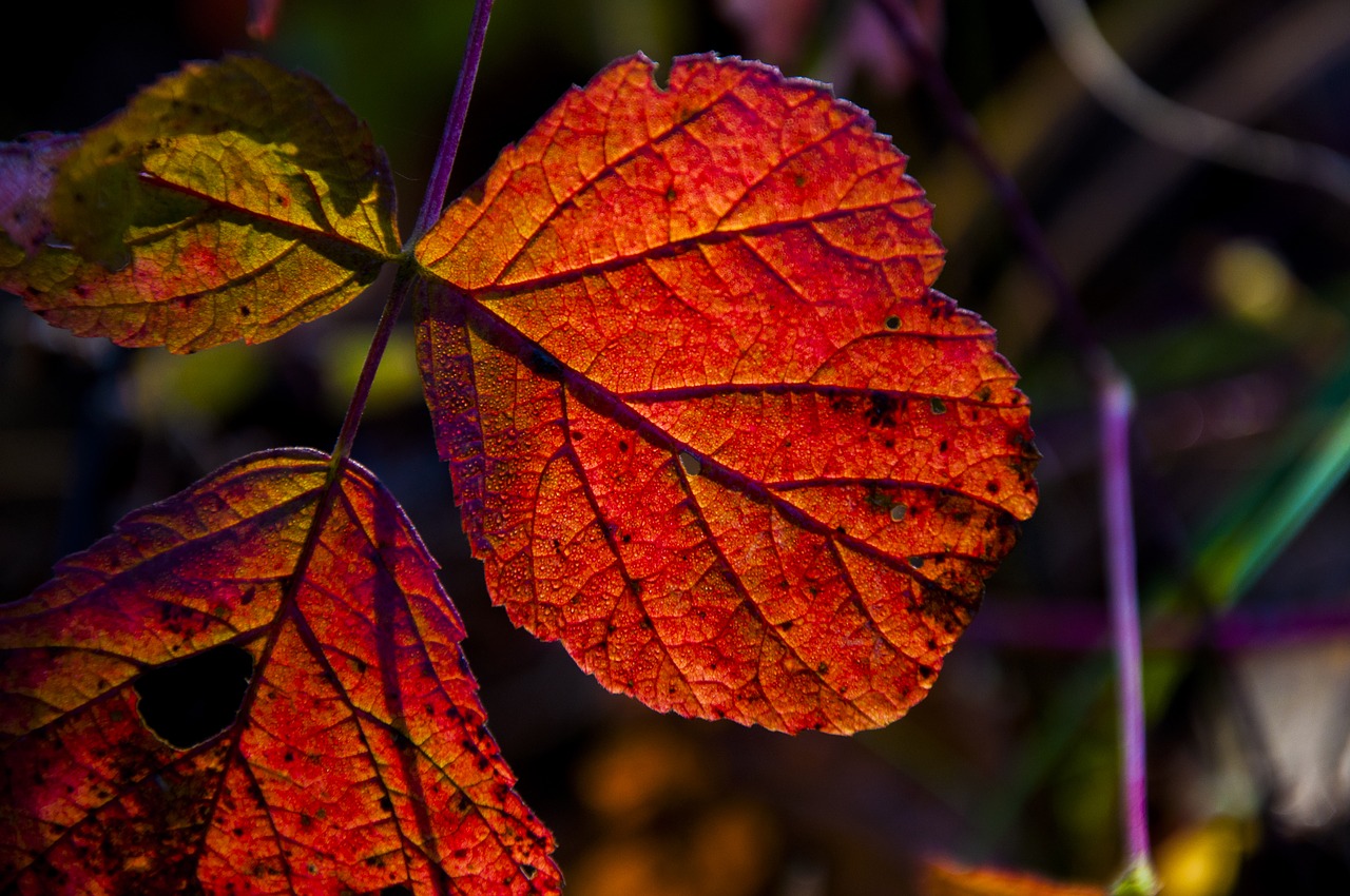 autumn  leaf  forest free photo