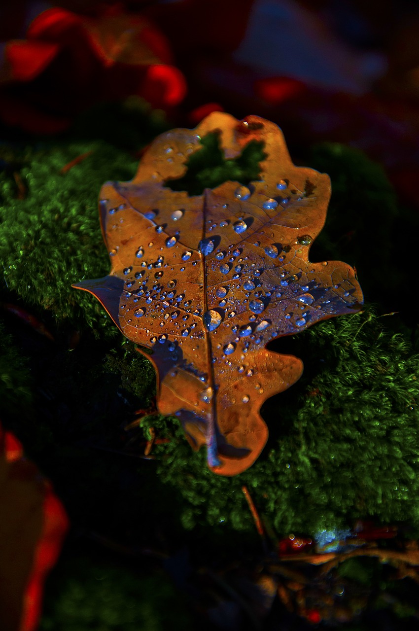 autumn  leaf  forest free photo