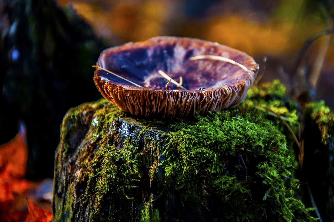 autumn  mushroom  forest free photo