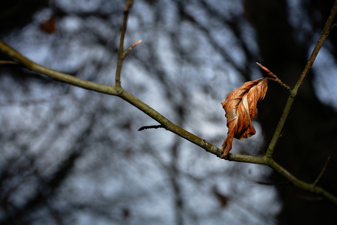 autumn  leaf  leaves free photo