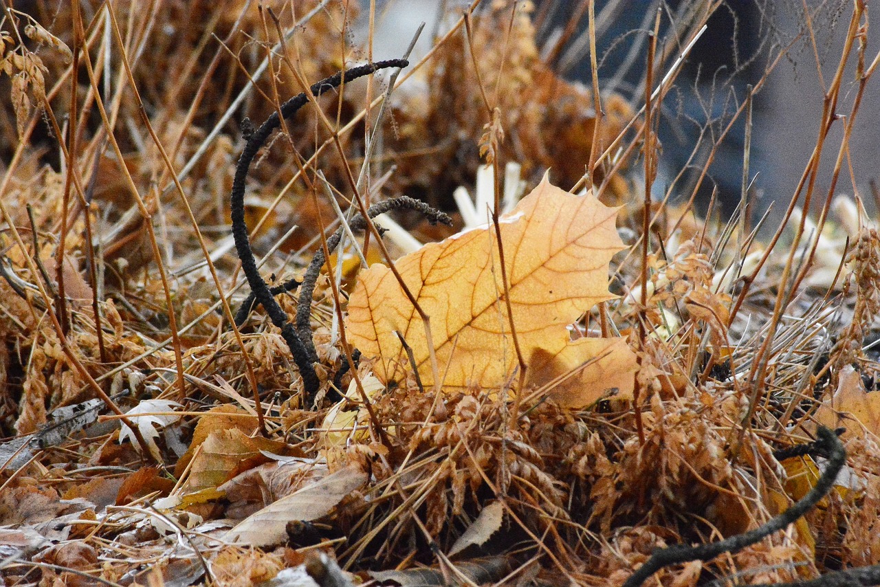 autumn  season  leaf free photo