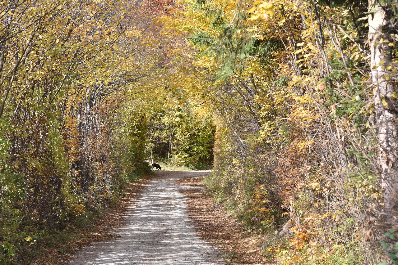 autumn  away  forest free photo