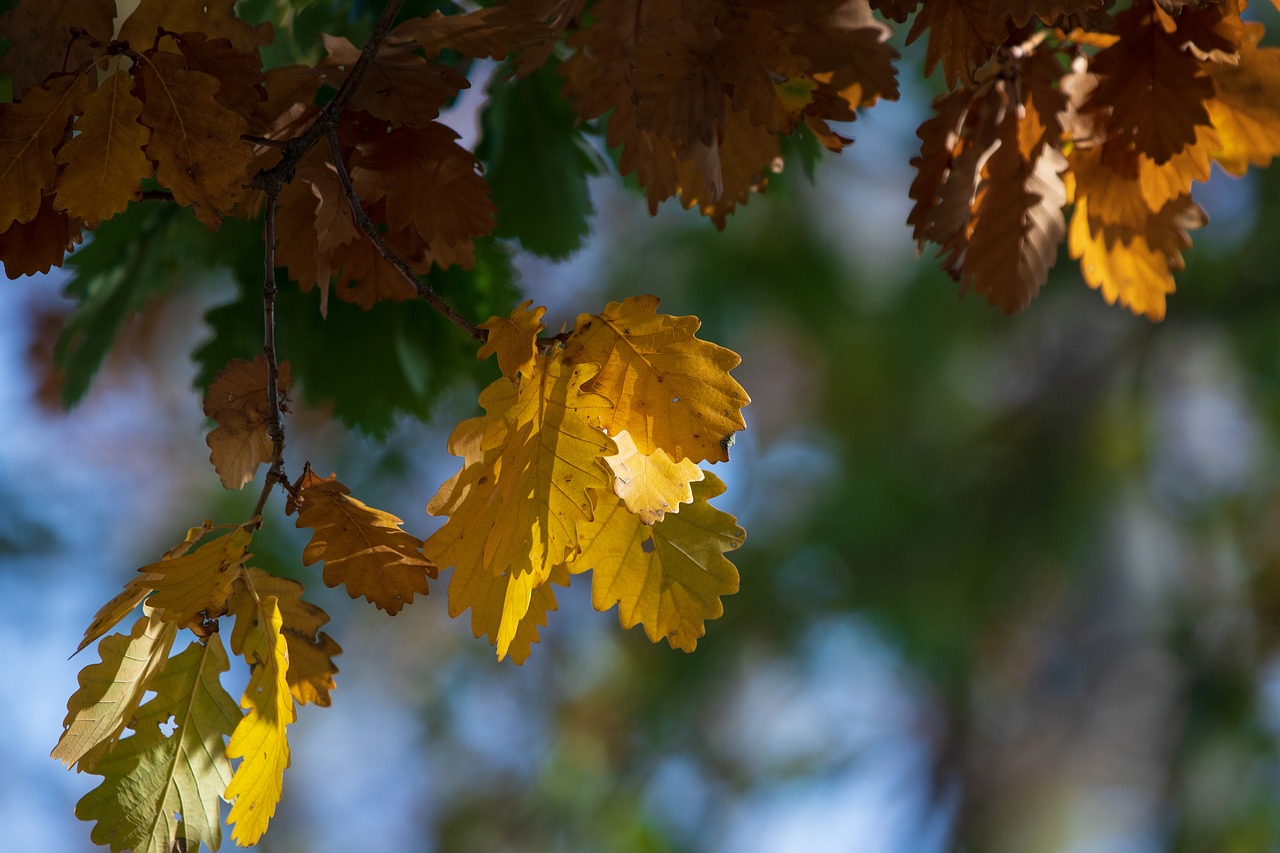 autumn  foliage  leaves free photo