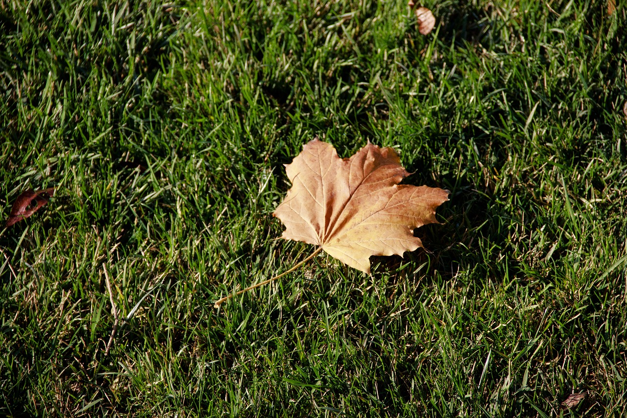 autumn  dry leaves  green grass free photo