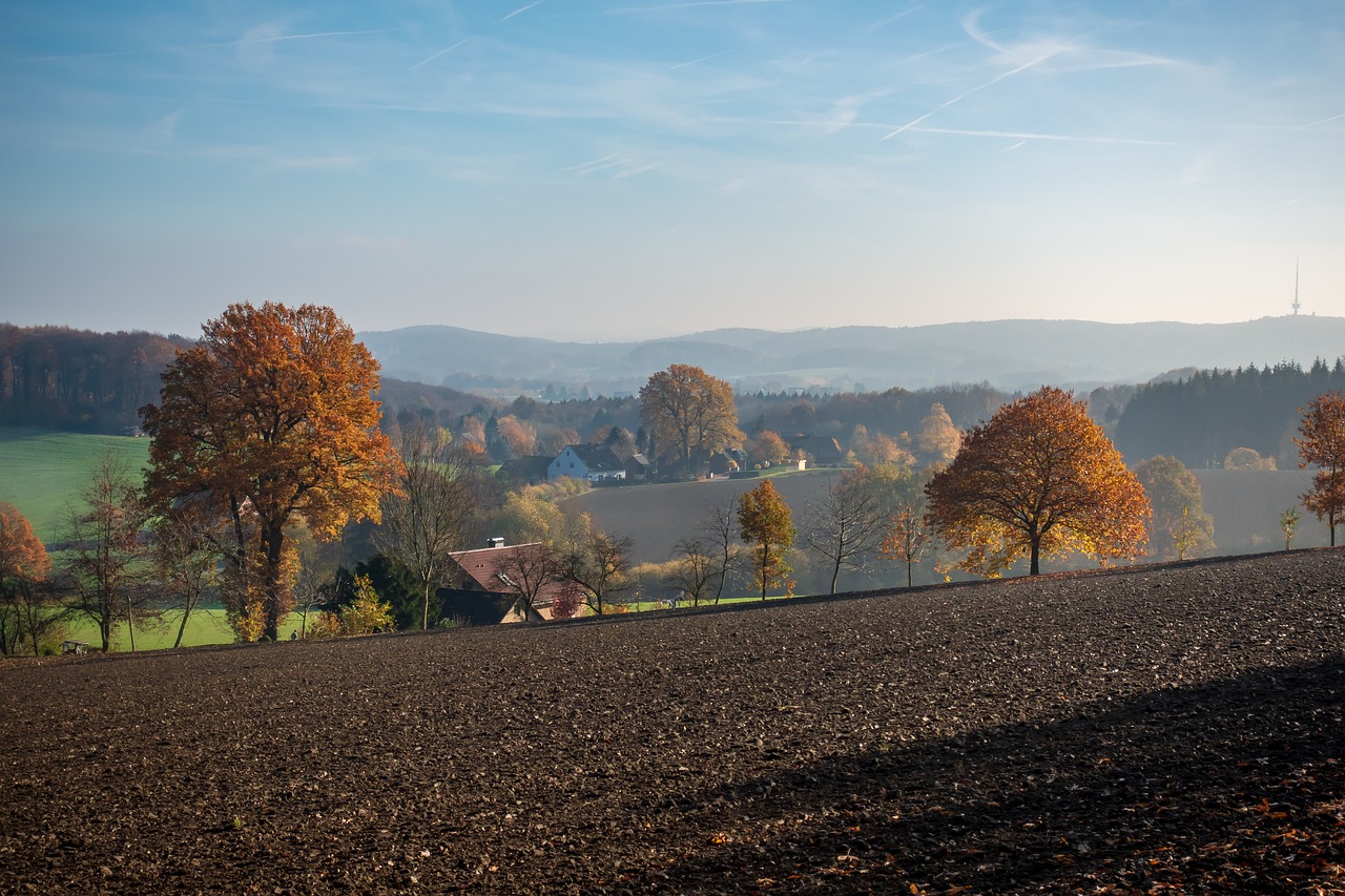 autumn  landscape  trees free photo