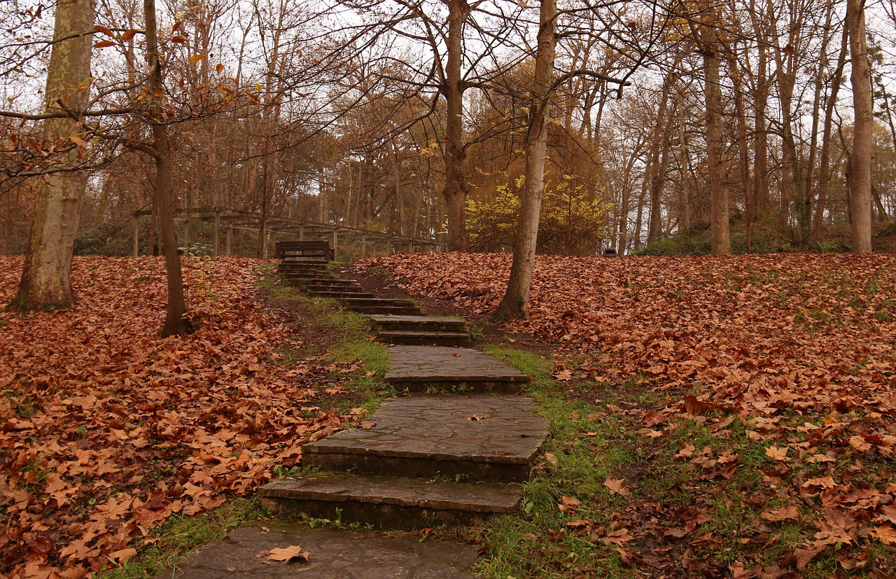 autumn  forest  pond free photo