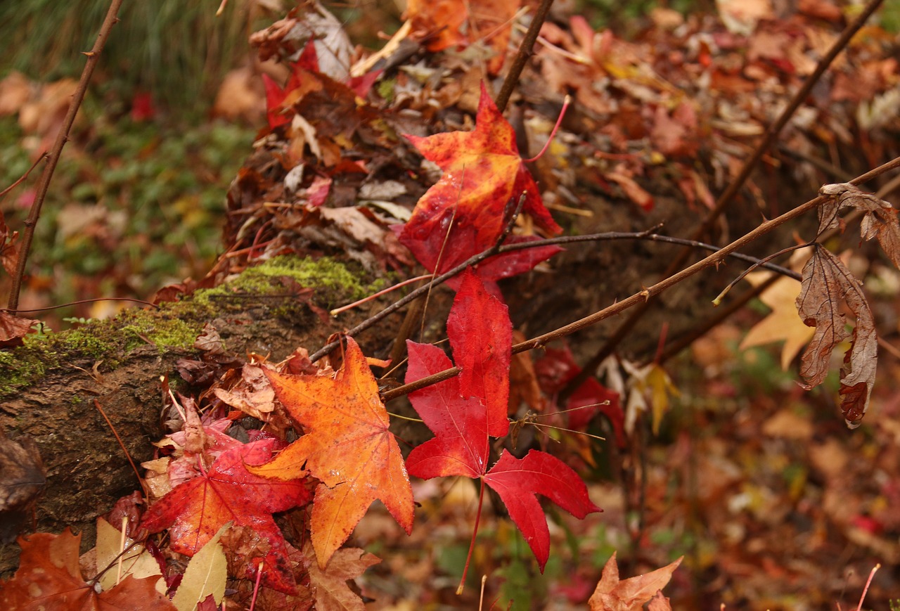 autumn  forest  pond free photo