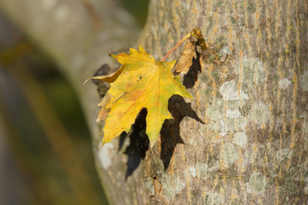 autumn  yellow  nature free photo