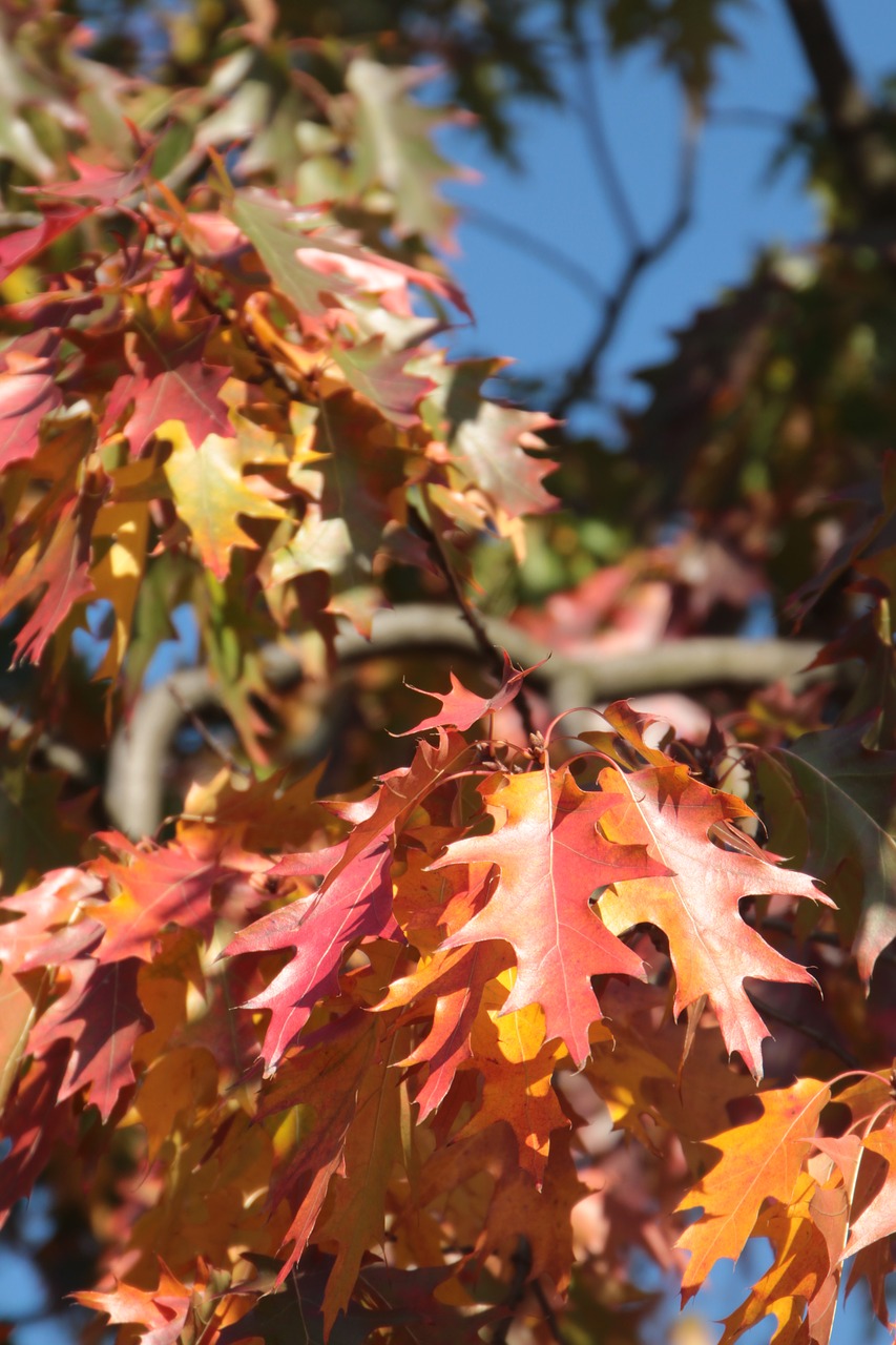 autumn  foliage  in the fall free photo